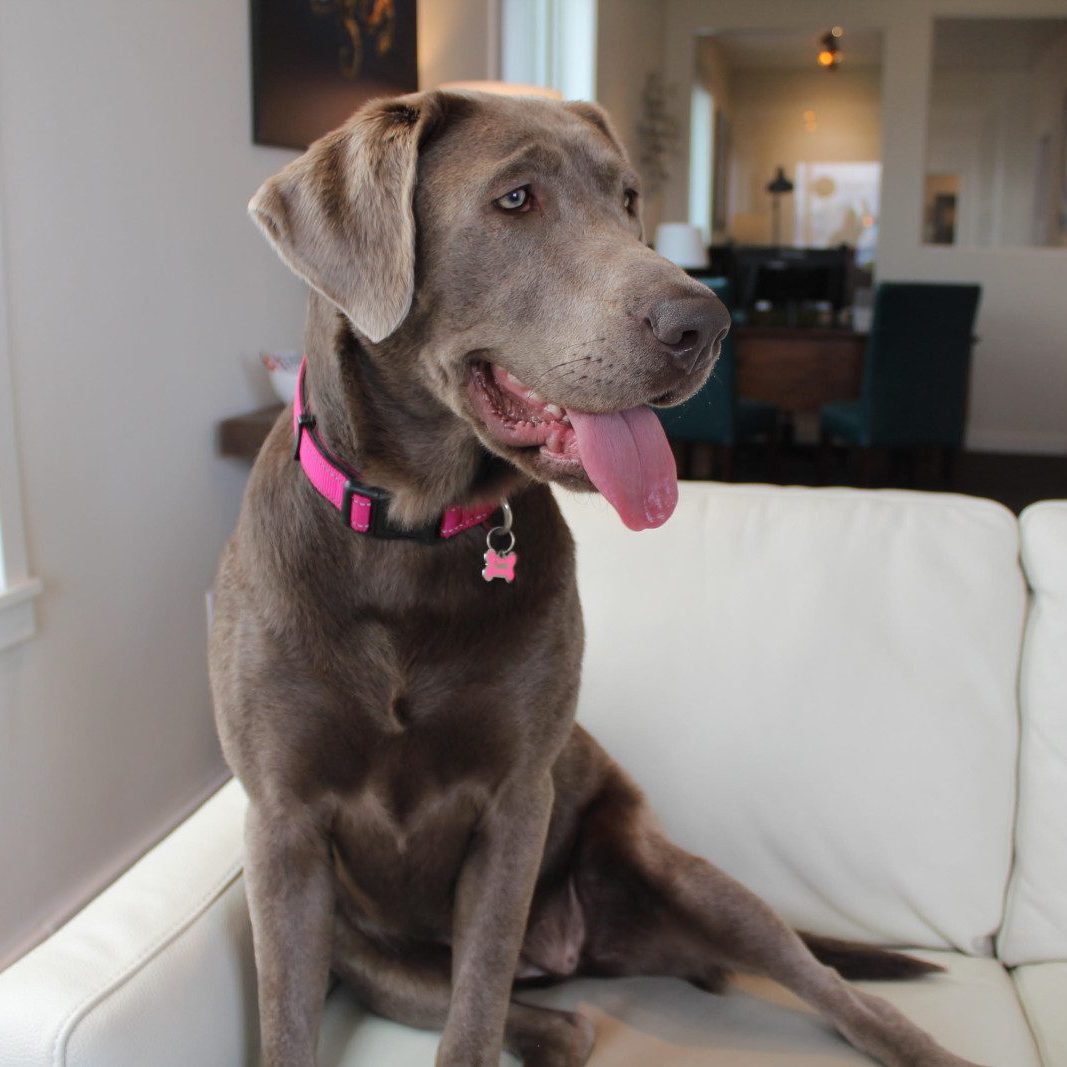 Cinder Lauer, a lab and Assistant to the Chief Canine Officer